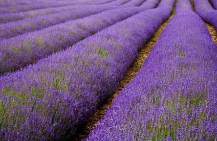 Lavandula angustifolia hidcote albastru (lavanda) - magazin online - adeniu acasă din semințe în plante