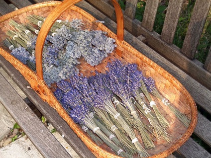 Lavandula angustifolia hidcote albastru (lavanda) - magazin online - adeniu acasă din semințe în plante