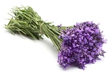 Lavandula angustifolia hidcote albastru (lavanda) - magazin online - adeniu acasă din semințe în plante