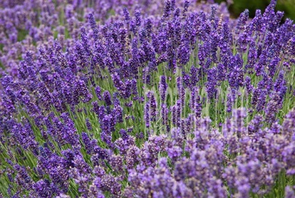 Lavandula angustifolia hidcote albastru (lavanda) - magazin online - adeniu acasă din semințe în plante