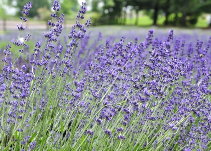 Lavandula angustifolia hidcote albastru (lavanda) - magazin online - adeniu acasă din semințe în plante