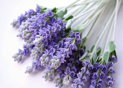 Lavandula angustifolia hidcote albastru (lavanda) - magazin online - adeniu acasă din semințe în plante