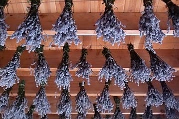 Lavandula angustifolia hidcote albastru (lavanda) - magazin online - adeniu acasă din semințe în plante