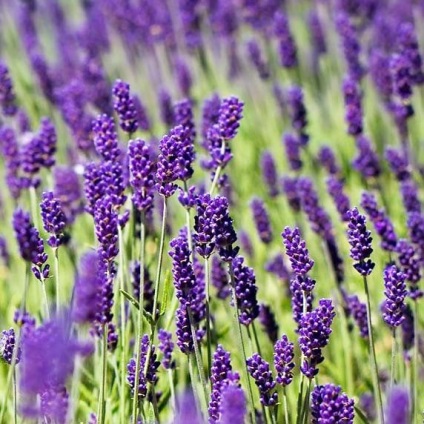 Lavandula angustifolia hidcote albastru (lavanda) - magazin online - adeniu acasă din semințe în plante