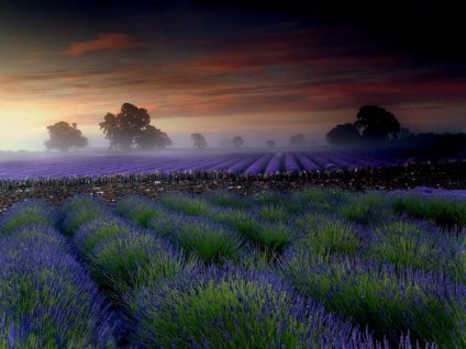 Lavandula angustifolia hidcote albastru (lavanda) - magazin online - adeniu acasă din semințe în plante