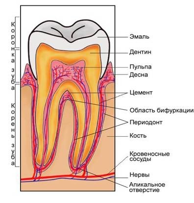 Tratamentul gingiilor în parodont în Moscova