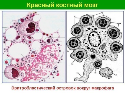 Prelegerile lectorului de hematopoieză - capul