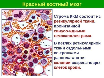 Prelegerile lectorului de hematopoieză - capul