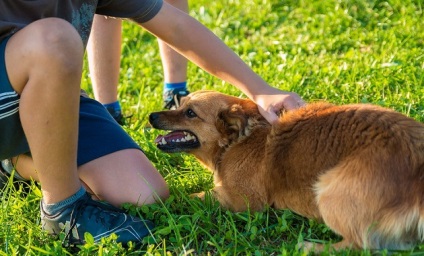 Traumele de vară ale lui ca prim ajutor copilului