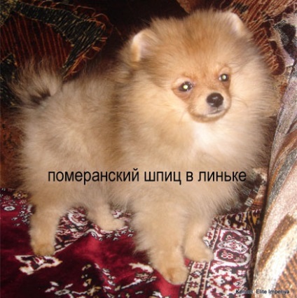 Moult Pomeranian Spitz, Spitz în timpul molotării, vânzare Spitz, Kennel în Kiev, Ucraina, Moscova,