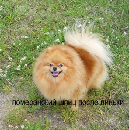 Moult Pomeranian Spitz, Spitz în timpul molotării, vânzare Spitz, Kennel în Kiev, Ucraina, Moscova,