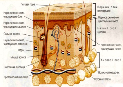 Lipom - cauze, simptome, tratament