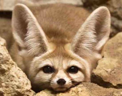 Descrierea fenomenului Fox, modul de viață al unei vulpe desert în natură