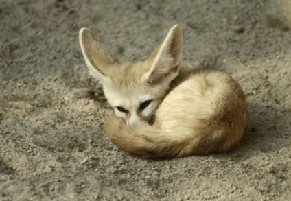 Descrierea fenomenului Fox, modul de viață al unei vulpe desert în natură