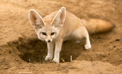 Descrierea fenomenului Fox, modul de viață al unei vulpe desert în natură