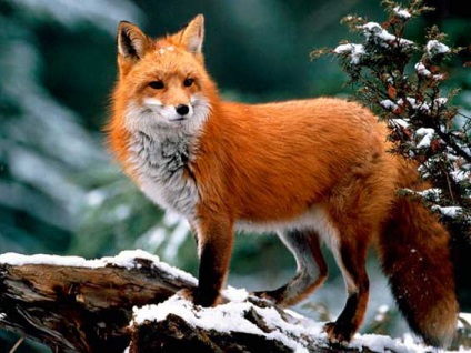 Fox, animale