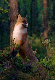 Fox, állatok