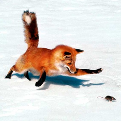 Fox, animale