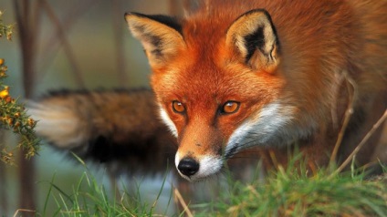 Fox Life (fotografie)