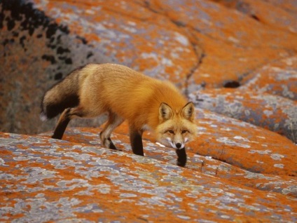 Fox élet (fotó)