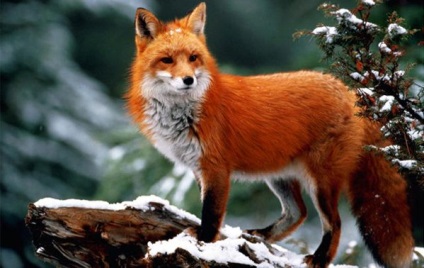 Fox élet (fotó)