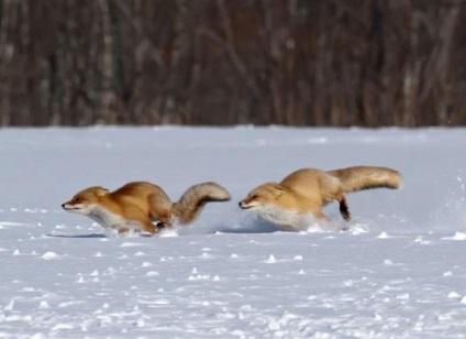 Fox Life (fotografie)