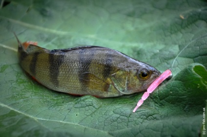 Roșu de pescuit prin micro-arde, pro-pește