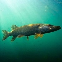 Pike halászat júniusban, csuka horgászat a fonásra