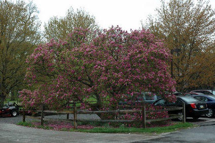 Magnolia Susan (magnolia susan) - lombhullató fák levél 