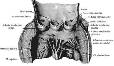 Macroanatomia valvelor cardiace - anatomia funcțională a aparatului cardiac valvular