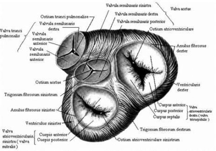 Macroanatomia valvelor cardiace - anatomia funcțională a aparatului cardiac valvular