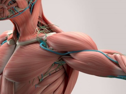 Micul mușchi pectoral - o sursă de durere despre care nu știți