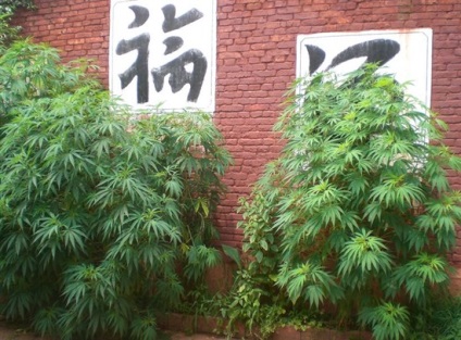 Marijuana, canepa în China, totul despre China - orașe, stațiuni, atracții, hoteluri, video