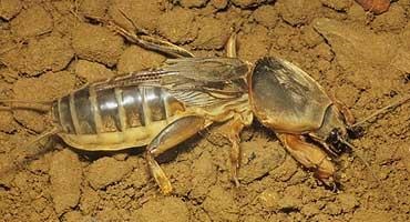 Rendes farkas vagy krikettmoly (gryllotalpa gryllotalpa)