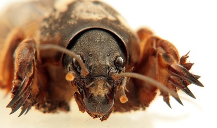 Lupul obișnuit sau molii de cricket (gryllotalpa gryllotalpa)