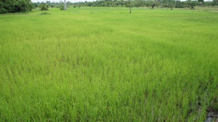 Mecanizarea cultivării orezului, cabana de tanin