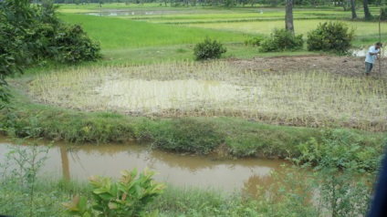 Mecanizarea cultivării orezului, cabana de tanin