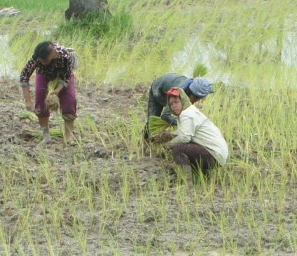 Mecanizarea cultivării orezului, cabana de tanin