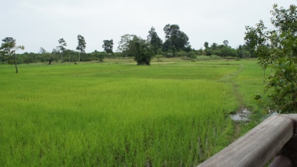 Mecanizarea cultivării orezului, cabana de tanin