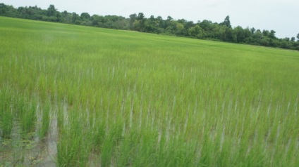 Mecanizarea cultivării orezului, cabana de tanin