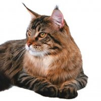 Maine Coon, mare și frumoasă ... - pisici misterioase