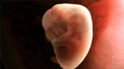 Mituri și adevăr despre concepție și sarcină