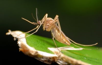 O moxomatoză la iepuri este posibil să mănânci carnea unui pacient, o boală și dacă este posibil să consumi