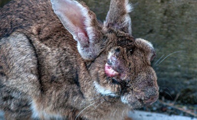 O moxomatoză la iepuri este posibil să mănânci carnea unui pacient, o boală și dacă este posibil să consumi