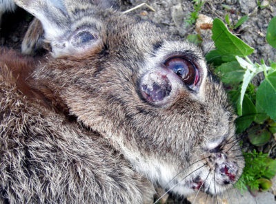 O moxomatoză la iepuri este posibil să mănânci carnea unui pacient, o boală și dacă este posibil să consumi