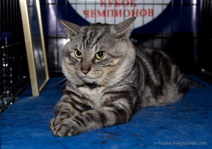 Show-ul de elita de pisici din Moscova - camp pro-campion
