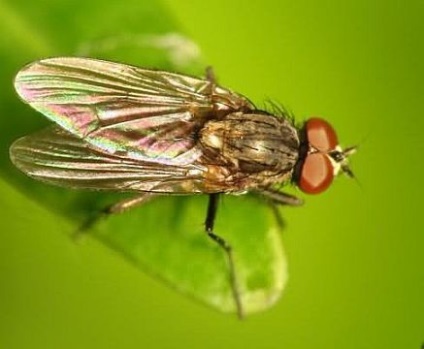 Poate orice insectă să mănânce semințe (cm)