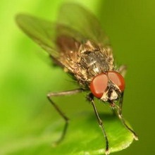Fly csíra (delia platura) - leírás, harci intézkedések, fotó