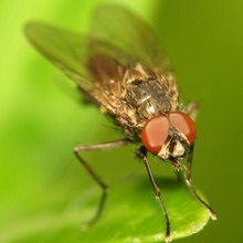 Frunze de floare (delia platura) - descriere, măsuri de luptă, fotografie