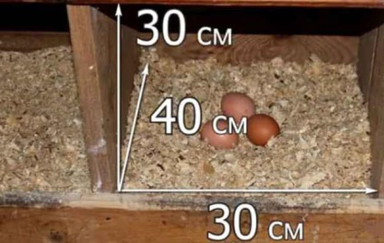 Născute și cuiburi pentru schemele proprii de găină și elemente utile